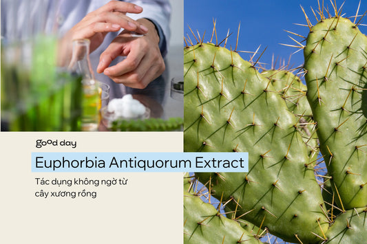 Euphorbia Antiquorum Extract - Tác dụng không ngờ từ cây xương rồng